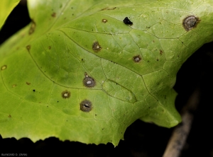 Detalle de manchas jóvenes de Sigatoka en hojas de ensalada.  Son húmedos y negruzcos, su centro permanece claro.  <b> <i> Cercospora longissima </i> </b>