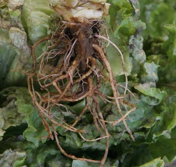La <b> toxicidad amoniacal </b> es muy importante;  grandes proporciones de las raíces y el tallo de la lechuga son necróticas, de color marrón y, a veces, superficialmente suberizadas.