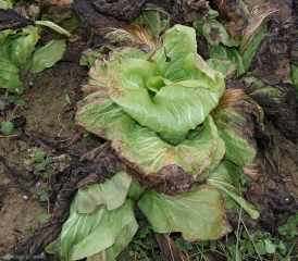 Esta ensalada ha sido sometida a temperaturas muy por debajo de los 0 ° C.  Al descongelarse, muestra un hábito flácido y hojas que parecen haber sido escaldadas.  <b> Daño por escarcha </b>