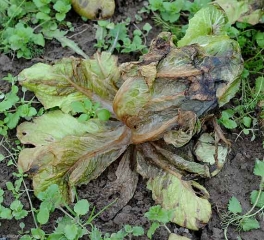 Esta ensalada ha sido sometida a temperaturas muy por debajo de los 0 ° C.  Al descongelarse, muestra un hábito flácido y hojas que parecen haber sido escaldadas.  <b> Daño por escarcha </b>