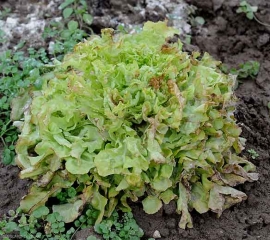 En esta ensalada, que ha sufrido temperaturas muy por debajo de 0 ° C, el <b> daño por heladas </b> es menos importante, solo los extremos de las hojas han sufrido y ahora están más o menos necróticos.