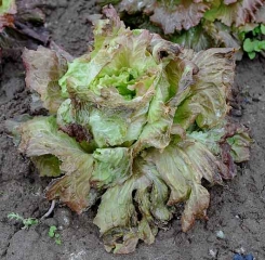 Esta ensalada ha sido sometida a temperaturas muy por debajo de los 0 ° C.  Al descongelarse, muestra un hábito flácido y hojas que parecen haber sido escaldadas.  <b> Daño por escarcha </b>