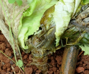 El cuello de esta ensalada está rodeado por una podredumbre negra húmeda.  <b> <i> Pectobacterium carotovorum </i> subsp.  <i> carotovorum </i> </b>