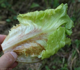 Numerosas <b> manchas de óxido </b> se formaron en la parte inferior de esta hoja de ensalada, tanto en el limbo como en la nervadura central (observación en la parte inferior).  (manchado rojizo)