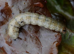 Detalle de una larva de <b> gusano cortador </b> bastante carnoso.  Puede alcanzar rápidamente hasta 5 centímetros de longitud y presentar un color marrón grisáceo con manchas negras longitudinales.  <i> Agrotis </i> sp.