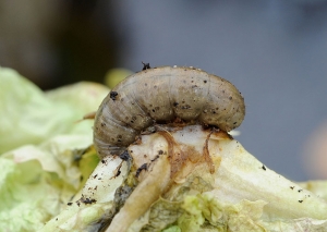 Una larva de <b> gusano cortador </b> sale de la galería que ha cavado en el cuello de esta ensalada.  <b><i> Agrotis </b></i> sp.