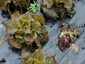 Un ataque al cuello de una larva de <b> gusano cortador </b> provocó el marchitamiento de esta ensalada joven. <i> Agrotis</i> sp.