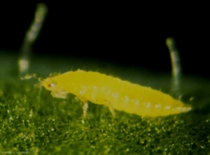 Una larva camina en la parte inferior de este folleto.  <i> <b> Frankliniella occidentalis </b> </i> (trips)