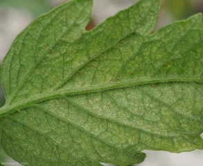 Detalle del envés de un foliolo de tomate fuertemente afectado por la proliferación de <b> ácaros </b>, se aprecia claramente la presencia de estos últimos.