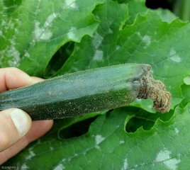 Fruto joven de calabacín cuyos pétalos infectados han permitido que <b> <i> Botrytis cinerea </i> </b> ejerza su parasitismo.  Se ha asentado una podredumbre suave y húmeda, los tejidos se han colapsado parcialmente.