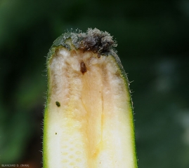 Aspecto de podredumbre en el interior de una fruta.  <b> <i> Botrytis cinerea </i> </b>