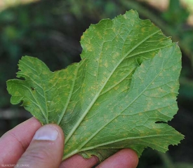 Detalle de lesiones cloróticas en el envés del limbo de una hoja de calabacín.  <i> <b> Pseudoperonospora cubensis </b>