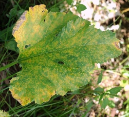 Esta hoja de calabacín está cubierta de numerosas manchas cloróticas, que se van necrotizando gradualmente en su centro.  <i> <b> Pseudoperonospora cubensis </b> </i> (mildiú).