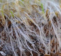 Aspecto del micelio  d '<i> <b> Athelia rolfsii </b> </i>. (ex <i> Sclerotium rolfsii </i>).