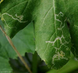 Detalle del plomo en hoja de calabacín verde.  (<b> minadores de hojas </b>)