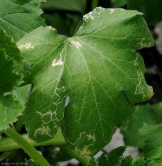 Caras sinuosas salpican esta hoja de calabacín.  (<b> minador de hojas </b>).