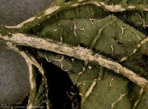 Detalle de las pequeñas lesiones blancas que se forman en los nervios del envés de esta hoja.  <b> <i> Monographella cucumerina </b> </i>