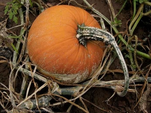 Numerosas y diminutas lesiones blanquecinas cubren parcialmente el tallo, y el fruto y su pedúnculo, con tallos de calabaza.  <b> <i> Monographella cucumerina </b> </i>