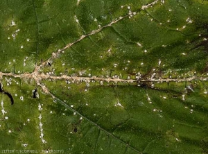 Numerosas pequeñas lesiones blancas, alargadas a forma de diamante, se han desarrollado en la lámina y las nervaduras de esta hoja.  <b> <i> Monographella cucumerina </b> </i>