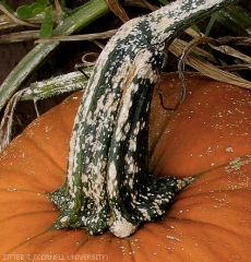 Detalle de las lesiones blanquecinas presentes en el pedúnculo de este fruto de calabaza. <b> <i> Monographella cucumerina </b> </i> 