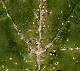 Detalle de las pequeñas lesiones blancas que se forman en los nervios de la superficie superior de esta hoja.  <b> <i> Monographella cucumerina </b> </i>