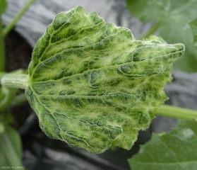 Contagia con <b><i>Tomato leaf curl new delhi virus</i></b>, esta hoja de calabacín muy joven, deformada y atascada en crecimiento, muestra un tinte interveinal más amarillo y ampollas verde oscuro cerca de las nervaduras. ( ToLCNDV ).