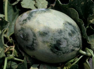 Varias lesiones grandes, húmedas, circulares y oscuras cubren parcialmente esta fruta de melón.  (<b> Oomiceto </b>) (<i> Phythophthora capsici </i>) (Gerald HOLMES - Centro de Educación e Investigación sobre la Sostenibilidad de la Fresa, California)