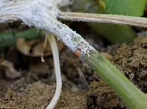 Detalle del micelio blanco de <i> <b> Sclerotinia sclerotiorum </b> </i>, y el exudado de encía rebordeando en el tallo.  (esclerotinia)