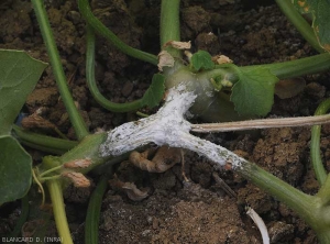 La lesión del cancro en el tallo del melón está ahora bien desarrollada.  Está casi completamente cubierto por un denso micelio blanco.  Un exudado gomoso de color naranja es claramente visible.  <i> <b> Sclerotinia sclerotiorum </b> </i>.  (esclerotinia)