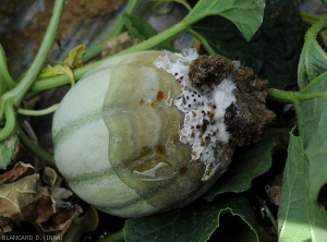 Detalle de una pudrición en fruto de melón, micelio de <i> <b> Sclerotinia sclerotiorum </b> </i> y sus esclerocios en desarrollo. (esclerotinia)