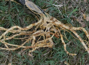 Aspecto de un sistema de raíces de calabacín afectado por <i> <b>Monosporascus cannonballus</b> </i>. 
