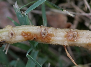 Lesiones naranjas tempranas en la raíz del calabacín.  <i><b> Monosporascus cannonballus </b></i>