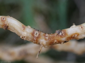 Las primeras lesiones son de tamaño bastante limitado, circulares y, a veces, en forma de anillo, de color naranja con un centro claro.  <i><b> Monosporascus cannonballus</b> </i>