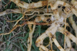 Numerosas lesiones de color marrón anaranjado son visibles en varias secciones de la raíz del calabacín.  Una raíz está completamente podrida.  <i><b> Monosporascus cannonballus</b> </i>