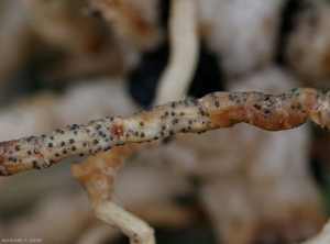 Muchas estructuras globulares negras son visibles en los tejidos de la corteza de esta raíz de calabacín.  <b> <i> Monosporascus cannonballus </i> </b>.