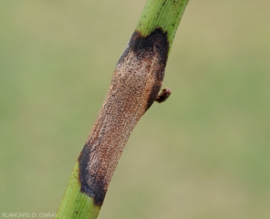 La lesión ahora está firmemente en su lugar, ha rodeado la rama de la vid durante varios centímetros.  <i> Pilidiella diplodiella </i>