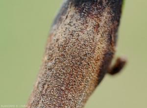 Detalle de picnidios grisáceos maduros producidos por <i><b> Pilidiella diplodiella</b> </i> sobre una lesión en una rama de vid.