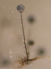 Detalle de un esporangio maduro de <b> <i> Rhizopus stolonifer </i> </b>.