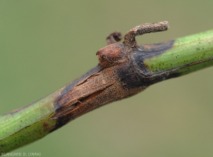 Lesión de aftas recostada sobre una ramita verde.  Tenga en cuenta las pronunciadas explosiones de la corteza.  <i> Pilidiella diplodiella </i>