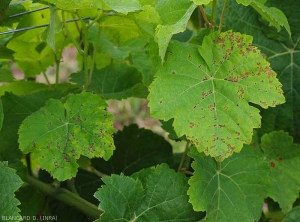 Tenga cuidado de no confundir en determinadas variedades de uva las manchas foliares de antracnosis (hoja izquierda) con las de mildiú (hoja derecha) <i> <b> Elsinoë ampelina </b> </i>.  (Antracnosis)