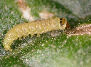 Detalle de una larva de <i> <b> Tuta absoluta </b> </i> en un foliolo de tomate.