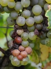 Se pudre el complejo en los racimos de uva blanca: podredumbre ácida (abajo), podredumbre gris (casi en todas partes) y podredumbre por <i> Penicillium </i> (almohadillas de esporas azuladas).