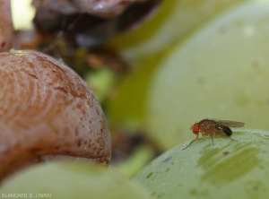 Mosca de la fruta atraída por una baya afectada por la <b> podredumbre ácida </b>.