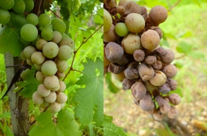 Síntomas más o menos avanzados de eructo blanco en racimos de uva en viñedo (síntomas que comienzan en el racimo izquierdo, síntomas más avanzados en el racimo derecho).  <i> Pilidiella diplodiella </i>