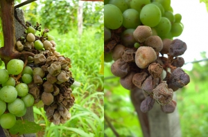 Síntomas muy avanzados de eructo blanco en racimos de uva en viñedo (racimo totalmente podrido a la izquierda, detalle de la presencia de picnidios en las bayas a la derecha).  <i> Pilidiella diplodiella </i>