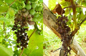 Síntomas particularmente avanzados de eructo blanco en racimos de uva en el viñedo;  nótese la proporción más o menos sustancial de bayas arrugadas.  <i> Pilidiella diplodiella </i>