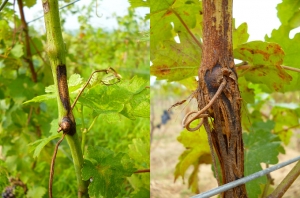 Síntomas más o menos avanzados de eructo blanco en una rama del viñedo (lesión clásica en una rama a la izquierda, lesión de cancro a la derecha).  <i> Pilidiella diplodiella </i> (podredumbre blanca)