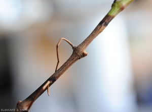 Esta rama de vid joven está desgastada en una longitud considerable.  <i> Pilidiella diplodiella </i>