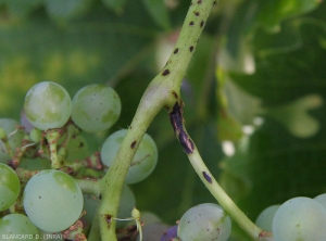 Lesiones negruzcas, alargadas, más o menos extensas en el tallo causadas por <i> <b> Phomopsis viticola </b> </i>