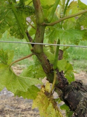 Comienzo del ataque de excoriosis en una rama de vid.  <b> <i> Phomopsis viticola </i> </b> 